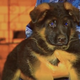 Image for article titled Russia Gives Puppy to France to Honor Police Dog Killed in Raid